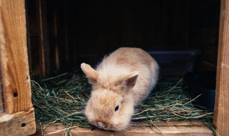 Jaula para conejos: ¿cómo debe ser?