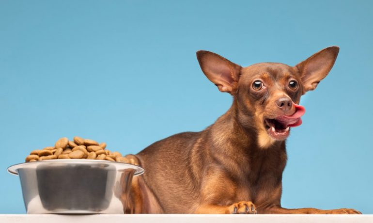 Cómo estimular el apetito del perro