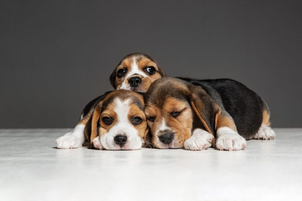 Conociendo al beagle