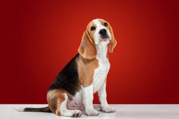 Cuidados del beagle más importantes