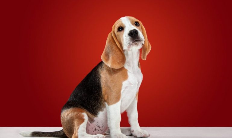 Cuidados del beagle más importantes