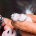Diferencia entre cortar las uñas al gato y la desungulación