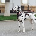 ¿Dónde te pueden multar en España si no limpias la orina de tu perro en la calle?