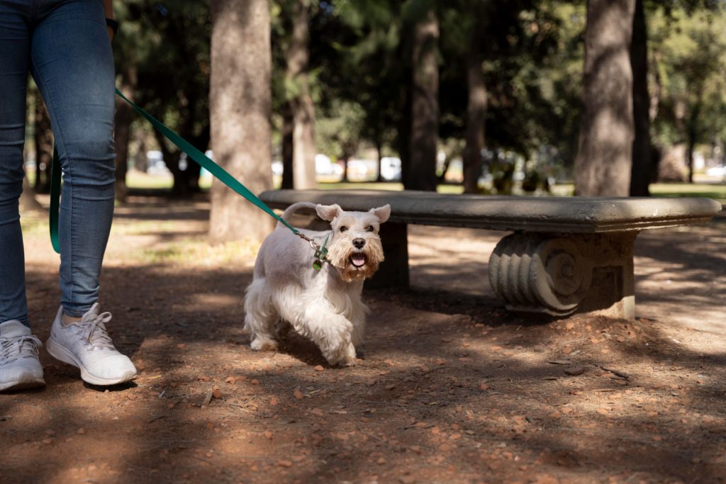 Lugares de España donde pueden multarte si no limpias la orina de tu perro