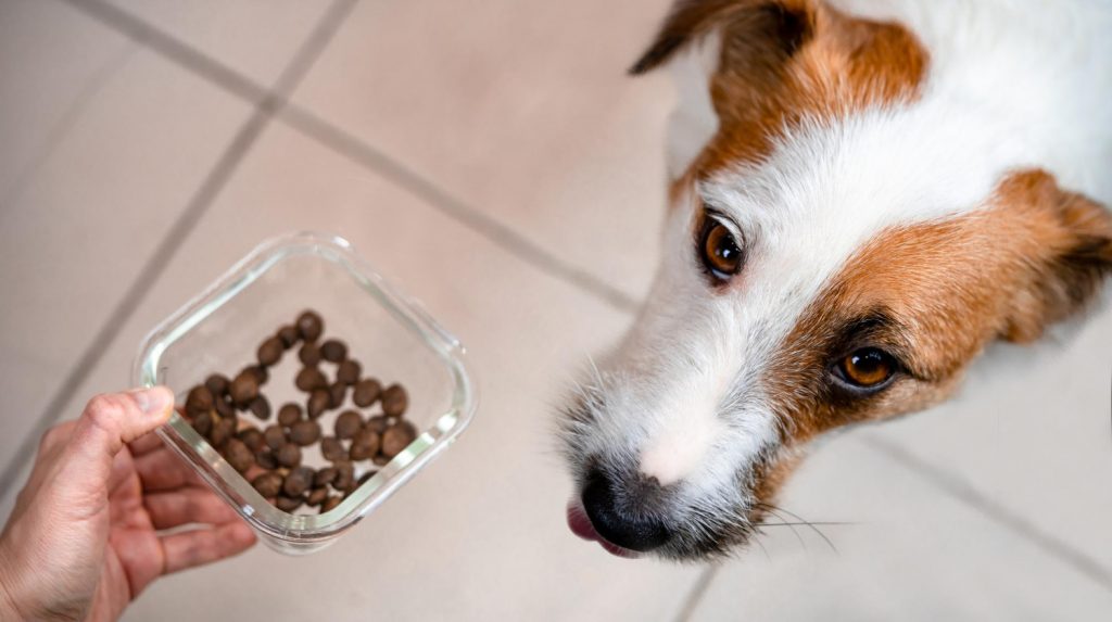 Por qué puede perder el apetito tu perro