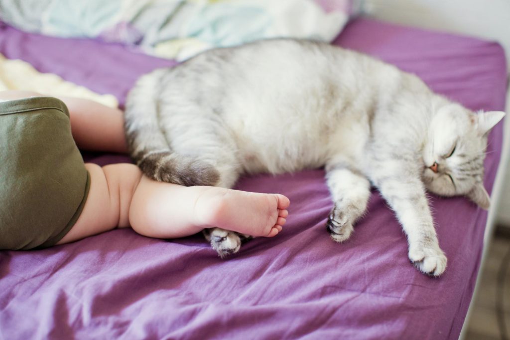 Razones por las que tu gato duerme a los pies de tu cama