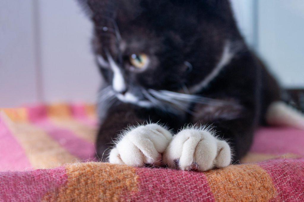 Relevancia de las uñas para los gatos