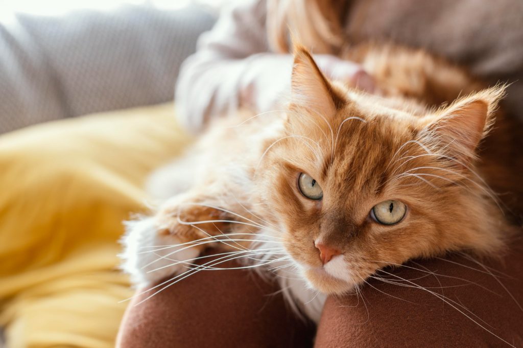 Pelos de gato en tu ropa y tus muebles: 5 trucos para eliminarlos