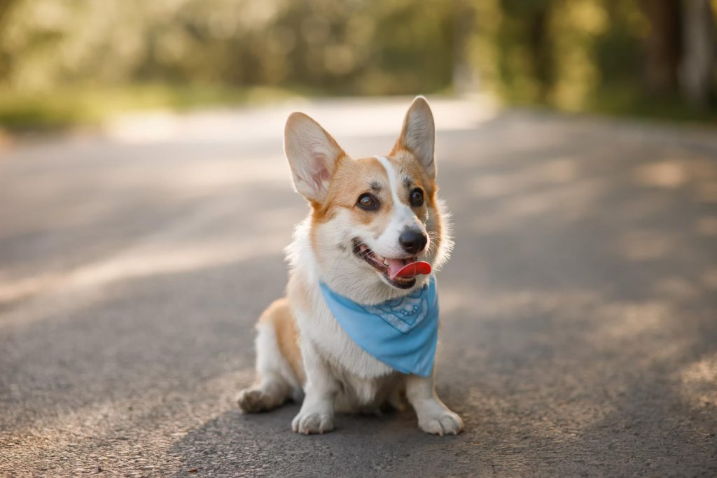 ¿los Perros Sudan Te Hablamos Del Sudor Canino