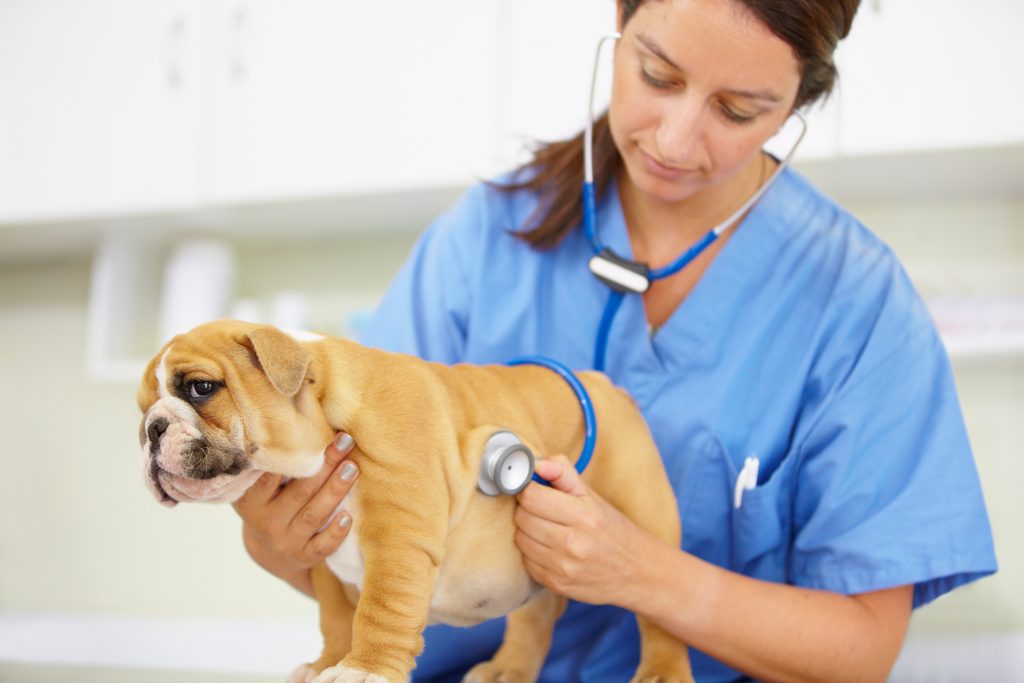 Cómo se transmite la leishmaniosis en perros