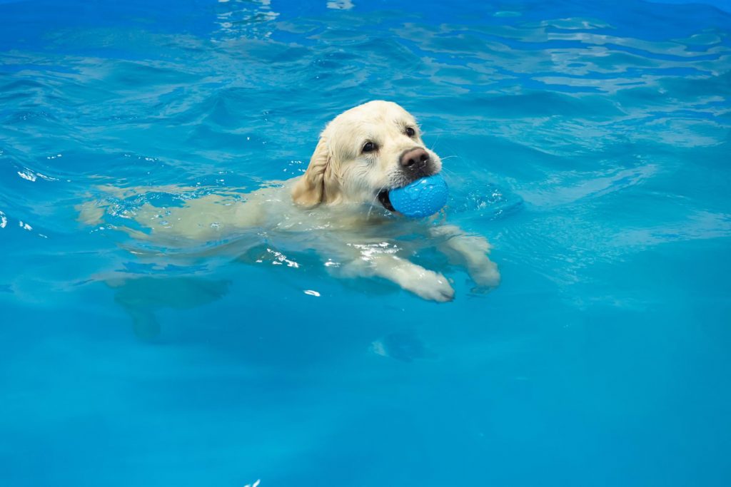 Mejores piscinas para perros en España