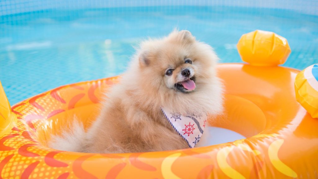¿Qué son las piscinas para perros?