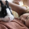 10 razones para tener un conejo como mascota