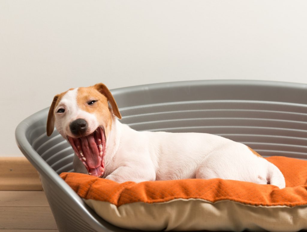 Tipos de camas para perros de plástico