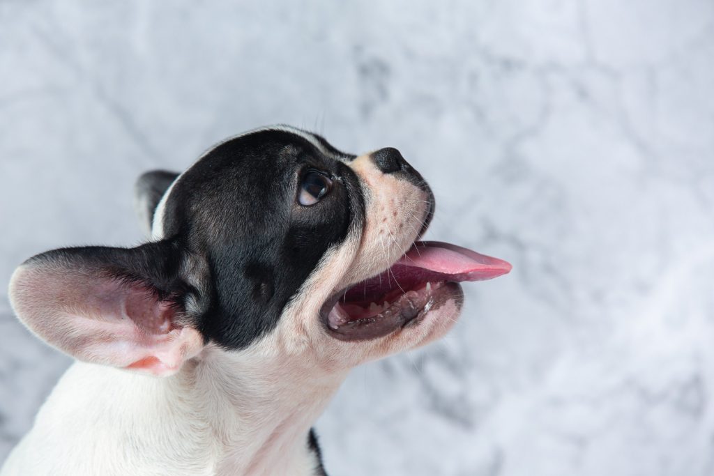 Tratamiento para el paladar hendido en perros