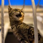 10 causas del estreñimiento en gatos