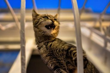 10 causas del estreñimiento en gatos