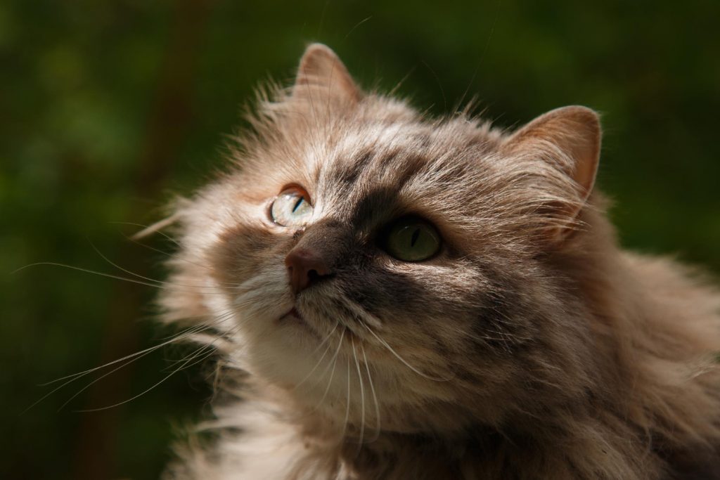 causas del estreñimiento en gatos más comunes