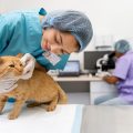Cuáles son las actividades que realiza un veterinario