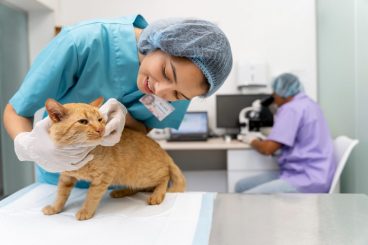 Cuáles son las actividades que realiza un veterinario