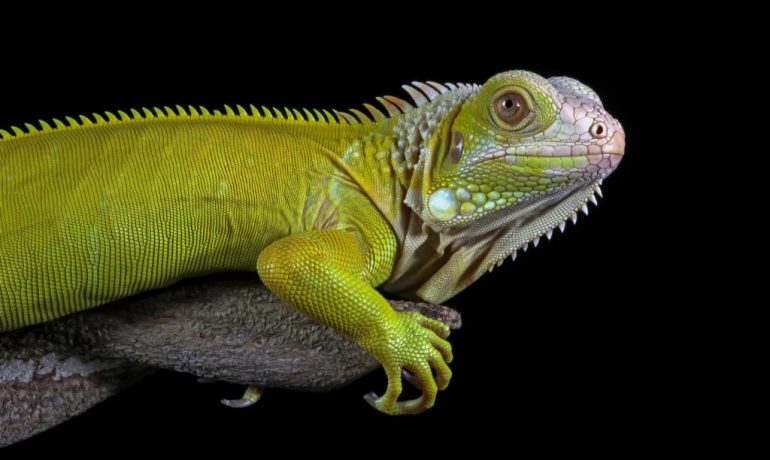 Enfermedades más comunes de las iguanas