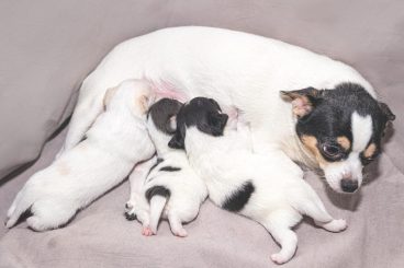 Por qué es importante la leche materna para los cachorros