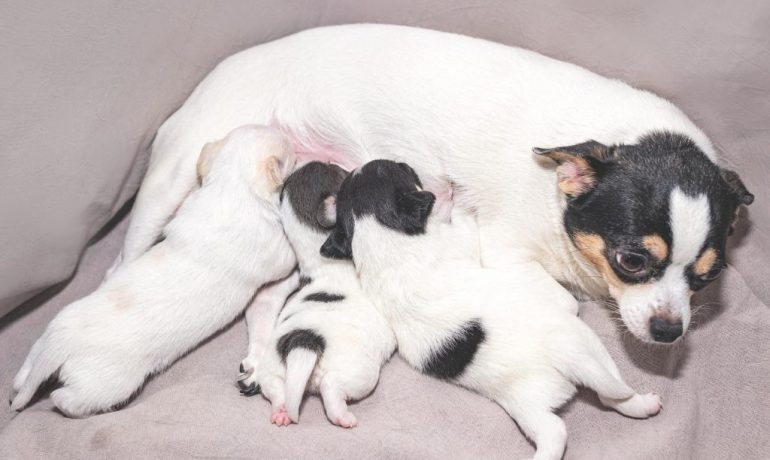 Por qué es importante la leche materna para los cachorros
