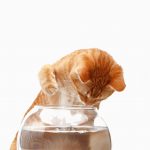 ´Por qué mi gato bebe agua con su pata