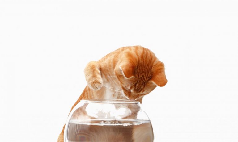 ´Por qué mi gato bebe agua con su pata