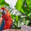 Principales causas de muerte en loros