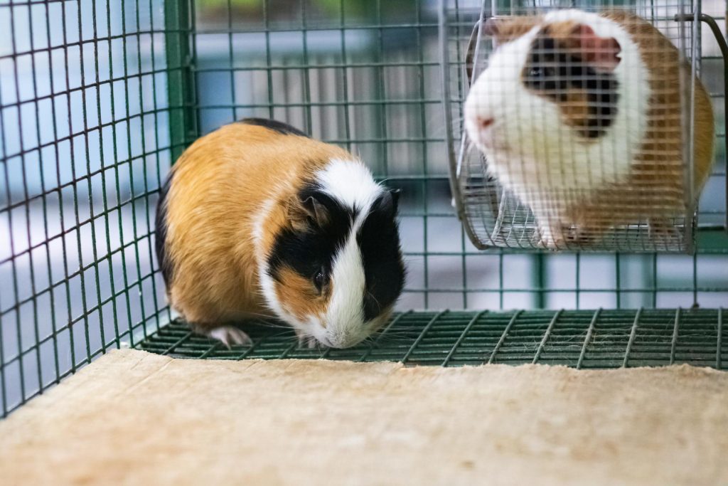 Tips para refrescar a los conejos y roedores en verano