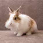 Ventajas y desventajas de tener un conejo como mascota