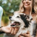 CBD para mascotas qué es y qué beneficios tiene