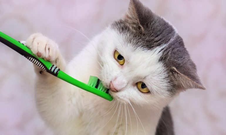 Cómo cuidar los dientes del gato