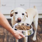 Cómo puede afectar la alimentación en la salud de nuestros animales