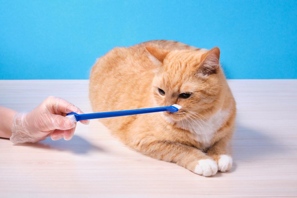 Cuidar dientes del gato el cepillado