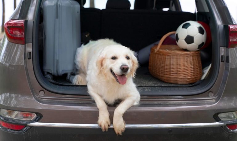 Formas de llevar a tu mascota de viaje en coche
