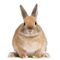 Obesidad en conejos: ¿mi conejo es obeso?