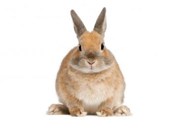 Obesidad en conejos: ¿mi conejo es obeso?
