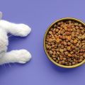 ¿Qué pasa si tu gato come comida de perro?