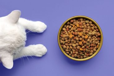 ¿Qué pasa si tu gato come comida de perro?