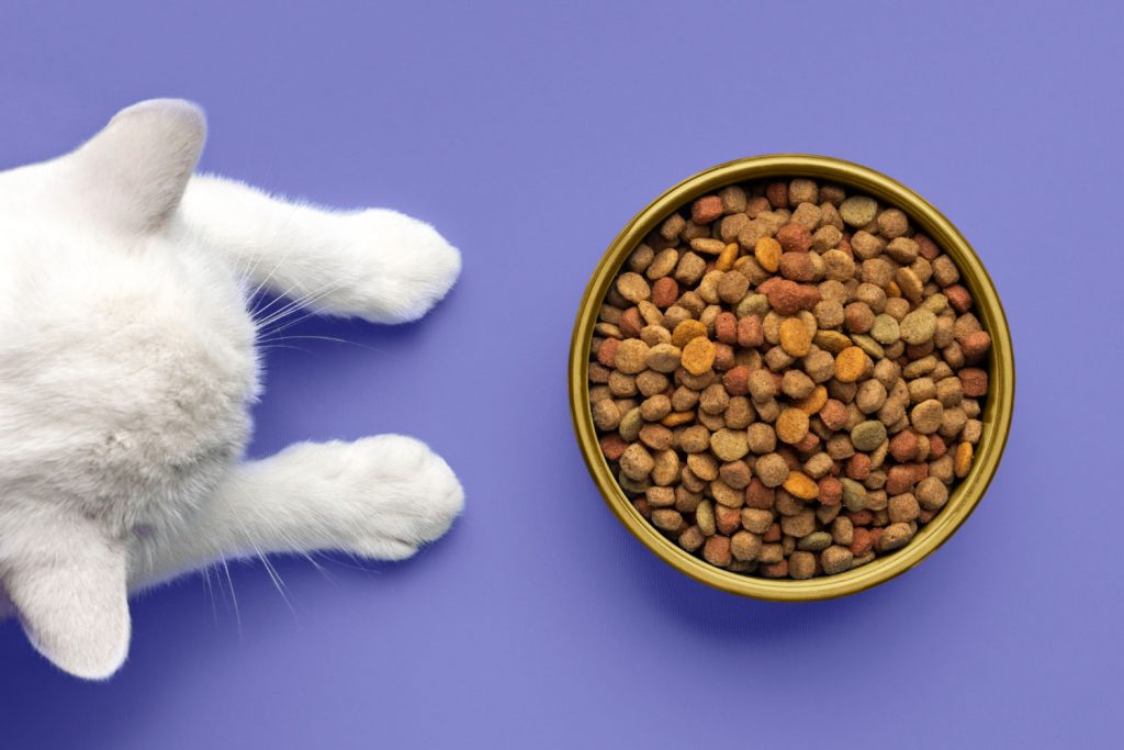 Qué pasa tu gato come comida de perro? Wakyma