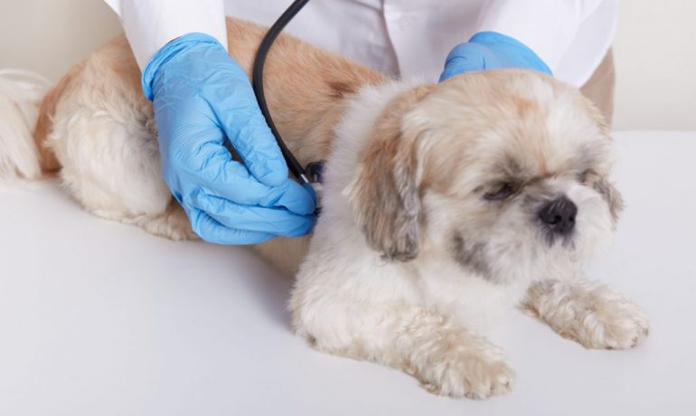 Síntomas de la hepatitis canina
