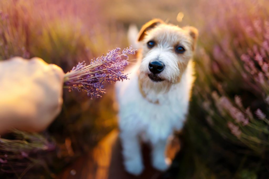Beneficios aromaterapia para mascotas