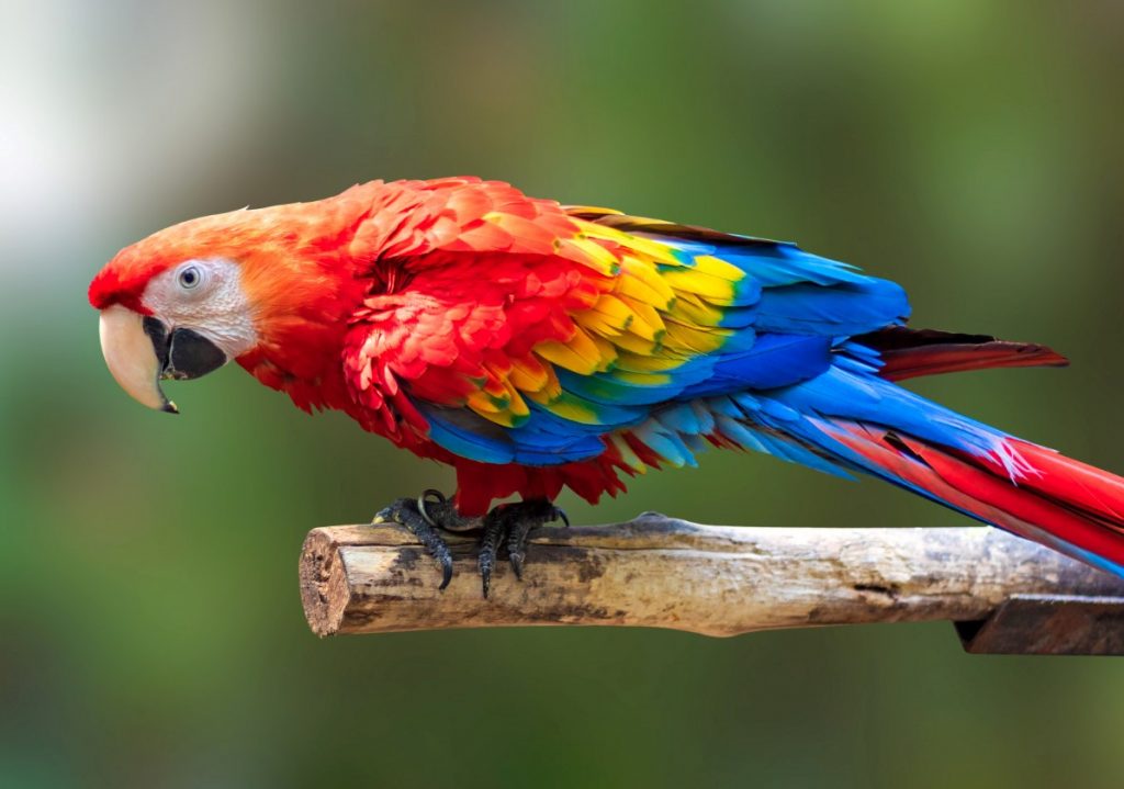 Loros Near Me Explore Localized Availability and Cultural Significance