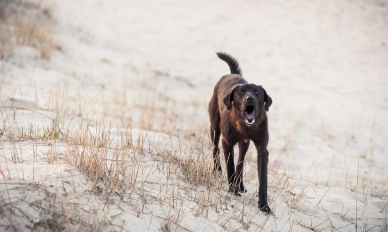 Por qué mi perro ladra a otros perros