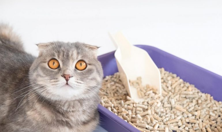 Remedios caseros para estreñimiento en gatos
