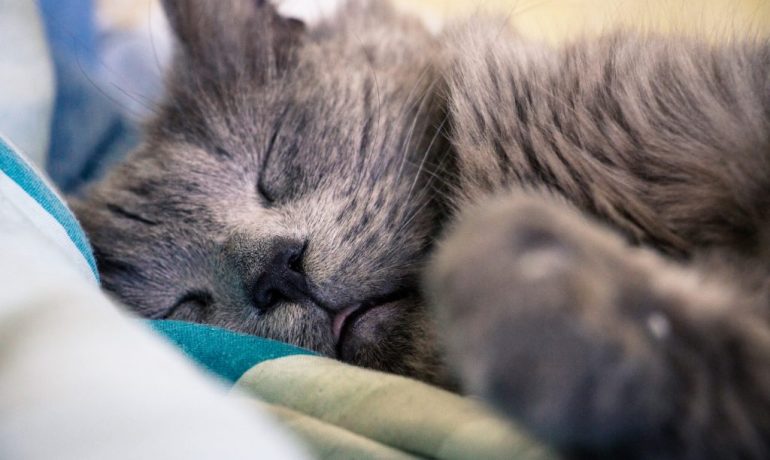 Urolitiasis en gatos: qué es, síntomas y tratamiento