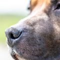Bigotes de los perros: ¿para qué les sirven?
