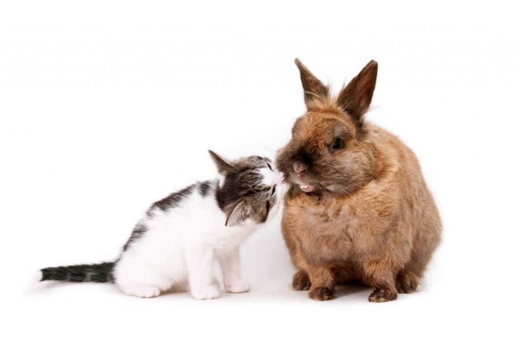 Cómo crear una buena convivencia entre gatos y conejos